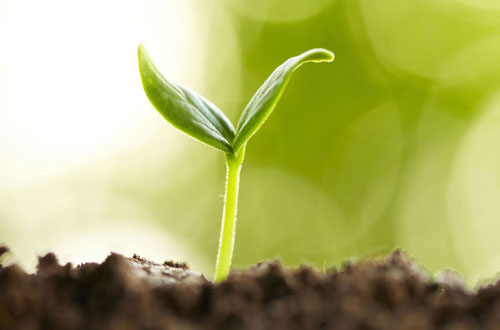 plant sprouting